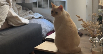 ambre cat sitter à BORDEAUX 33000_2