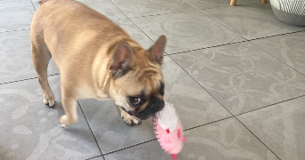 cecile pet sitter à CHAMPIGNY SUR MARNE 94500_9