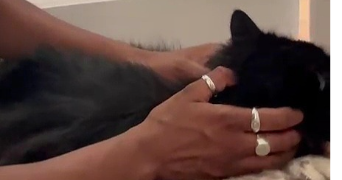 céline pet sitter à BOISSY ST LEGER 94470_4