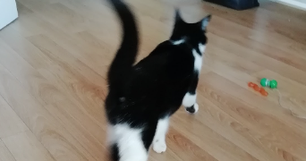 marion pet sitter à CHANTELOUP EN BRIE 77600_7