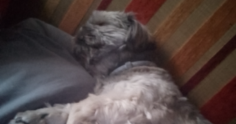 sarah pet sitter à LYON 08 69008_3