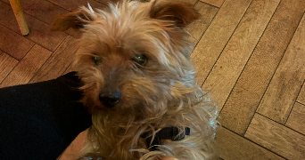 aurélie pet sitter à BEZONS 95870_1