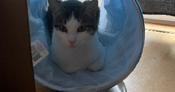 tiphaine pet sitter à PALAISEAU 91120_4