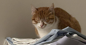 selma pet sitter à ST MARTIN D HERES 38400_9