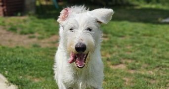 marlene pet sitter à AUNEAU BLEURY ST SYMPHORIEN 28700_58