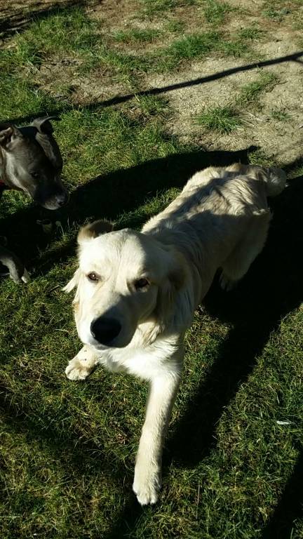 Joao pet sitter à Le Plessis-Trévise 94420_8
