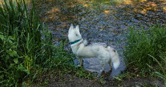 noémie pet sitter à BELLE ISLE EN TERRE 22810_4