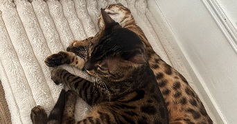 amel pet sitter à ROUBAIX 59100_2