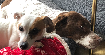 noémie pet sitter à BON ENCONTRE 47240_8