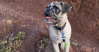 rosella pet sitter à LE PRADET 83220_3