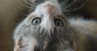 elea pet sitter à ST MESMIN 85700_2