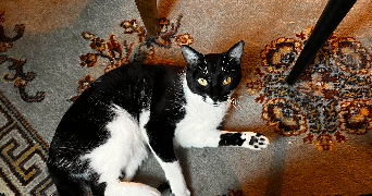 laury pet sitter à ST PIERRE DE CHANDIEU 69780_9