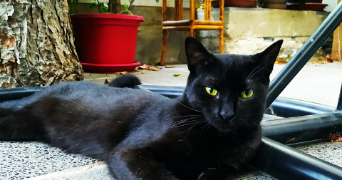 amandine pet sitter à MONTELIMAR 26200_1