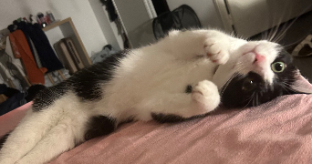 lyce ornella pet sitter à LE HAVRE 76600_5