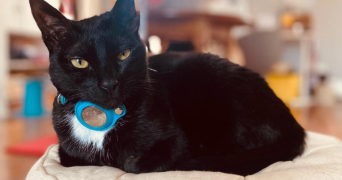 mathieu cat sitter à PONTOISE 95300_3