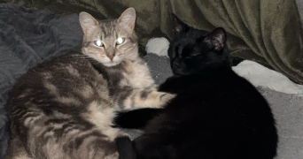 diane pet sitter à L HAY LES ROSES 94240_1