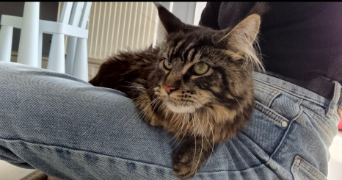 cyrille pet sitter à LUCON 85400_1