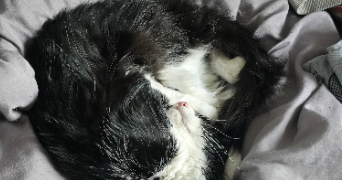 gabrielle pet sitter à LIGNIERES DE TOURAINE 37130_3