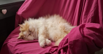 lydie pet sitter à LENS 62300_3