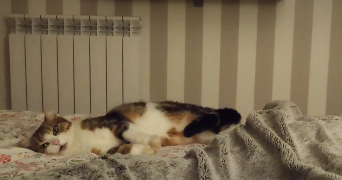 marie pet sitter à STE MARIE AUX CHENES 57255_2