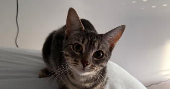 johan pet sitter à BONDY 93140_1