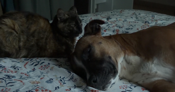 charlène pet sitter à STE GENEVIEVE 60730_0