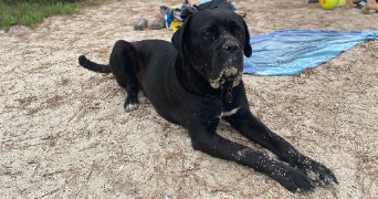 audrey pet sitter à MONTFRIN 30490_3