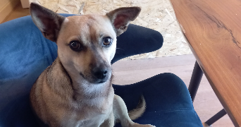 elisa pet sitter à MONTECH 82700_3