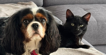 claudia pet sitter à CHEPPY 55270_1