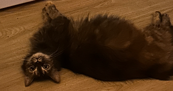 lili pet sitter à LAVAL 53000_4