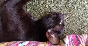 servane cat sitter à BORDEAUX 33000_2