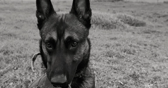 antoine dog sitter à MARIGNANE 13700_0