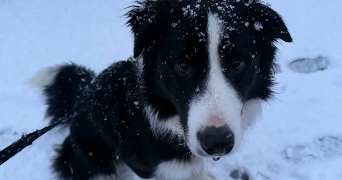 maewenn pet sitter à NANTES 44000_3