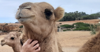 mylène pet sitter à FOURNES 30210_0