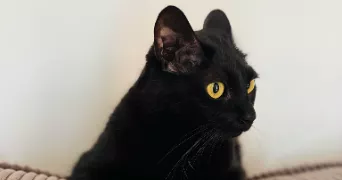 marie-cecile pet sitter à PARIS 15 75015