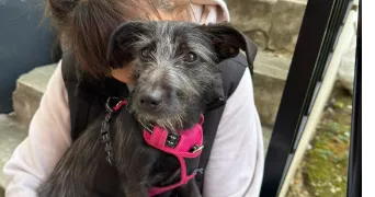 mélissa pet sitter à MONTREUIL 93100