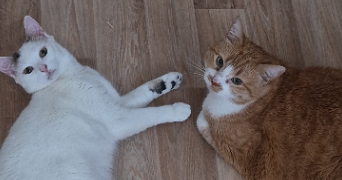 aurélie pet sitter à SOISSONS 02200_11