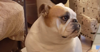 fabien pet sitter à SEINGBOUSE 57455_0