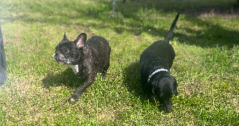 aurélie pet sitter à BEZIERS 34500_7