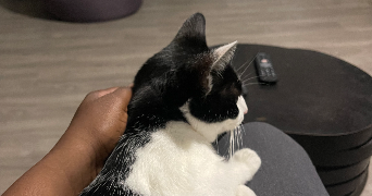 francisca pet sitter à LONGJUMEAU 91160_1
