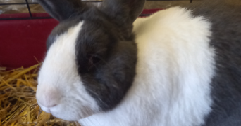 magali pet sitter à ST LEGER DU BOURG DENIS 76160_3