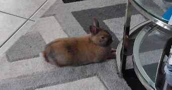 celia pet sitter à BESANCON 25000_3