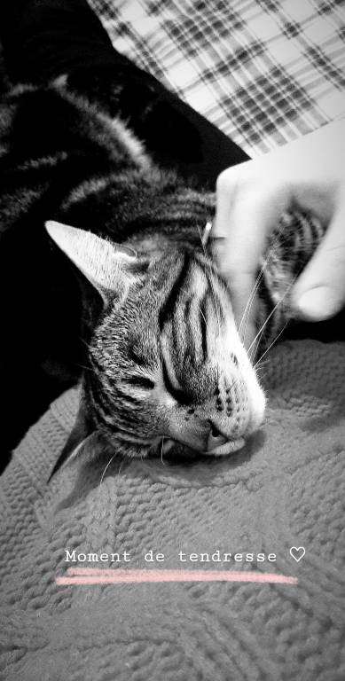 pauline cat sitter à Antony 92160_2