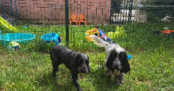 amandine pet sitter à JONQUIERES 84150_2