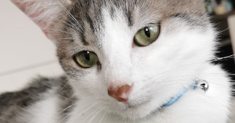 pascale pet sitter à Marly 57155_2