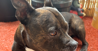 léana pet sitter à BOULOGNE BILLANCOURT 92100_7