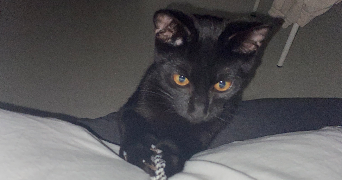 lana pet sitter à RAMONVILLE ST AGNE 31520_1