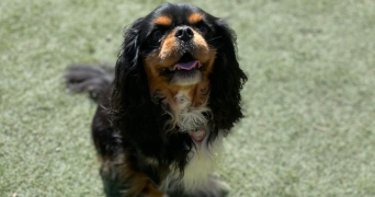 noemie pet sitter à QUIMPER 29000_3