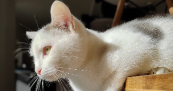 alexia pet sitter à CARPENTRAS 84200_3