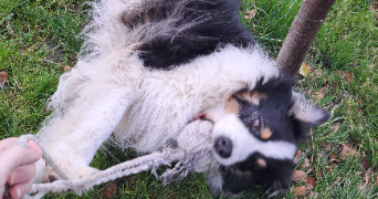 emma pet sitter à LYON 05 69005_6
